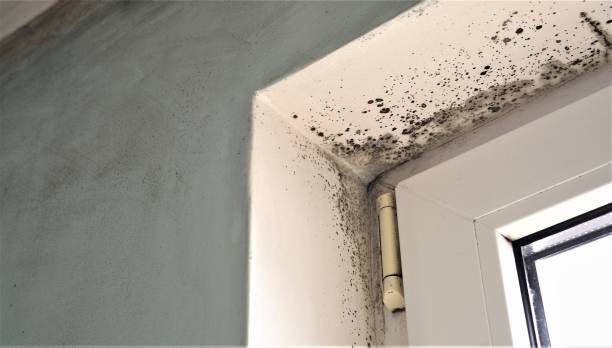 Best Water Damage & Mold Remediation  in Schererville, IN
