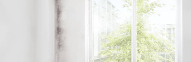 Best Forensic Mold Investigation  in Schererville, IN