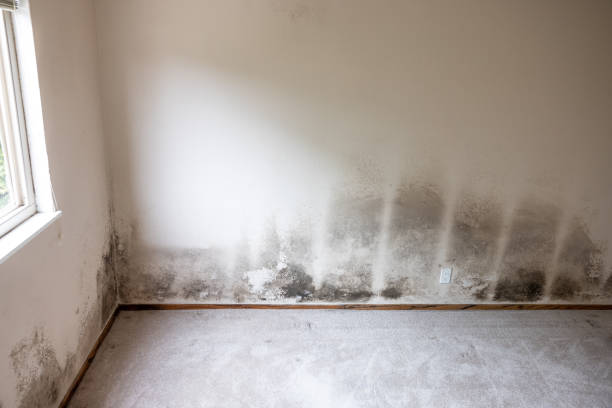 Best Basement Mold Removal  in Schererville, IN
