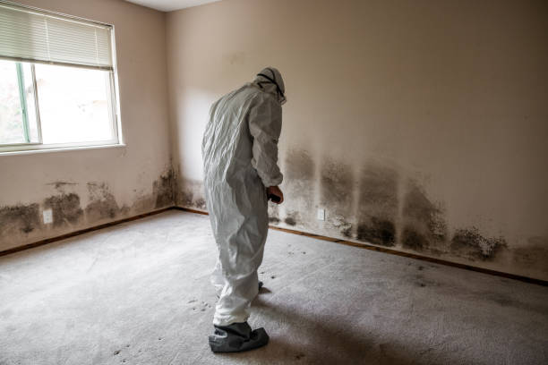 Best Mold Removal for HVAC Installations  in Schererville, IN