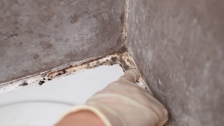 Best Real Estate Mold Inspection  in Schererville, IN